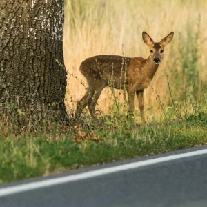 Warum die Gefahr von Wildunfällen jetzt steigt