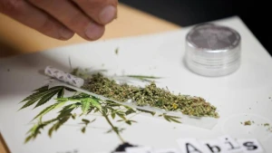 Erste Cannabis-Anbauvereinigung in NRW genehmigt