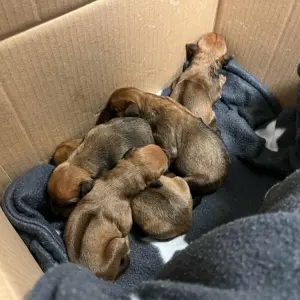Fünf Hundewelpen in Karton in Hagen ausgesetzt
