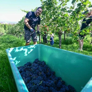 Beginn der Weinlese in Baden-Württemberg