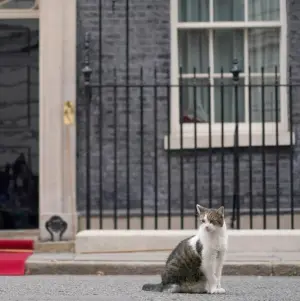 Kater Larry von 10 Downing Street