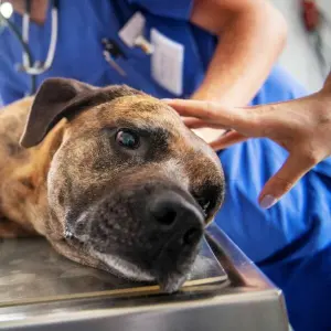 Hund beim Tierarzt