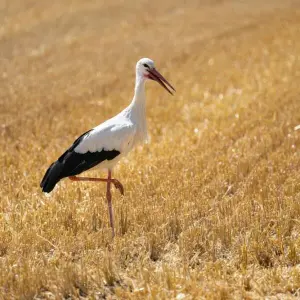 Storch auf Nahrungssuche