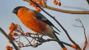 Gimpelmännchen auf Eberesche