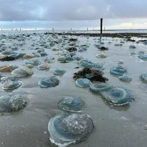 Wurzelmundquallen am Strand von Norderney