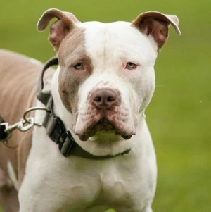 Verbot von XL Bullys in England