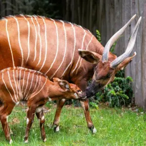 Bongo-Antilope mit Nachwuchs