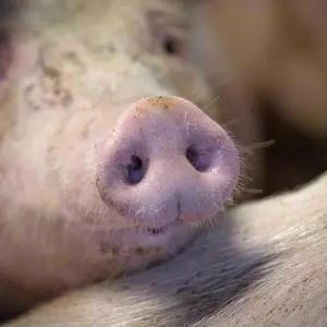 Tierschutzgesetz - Schwein