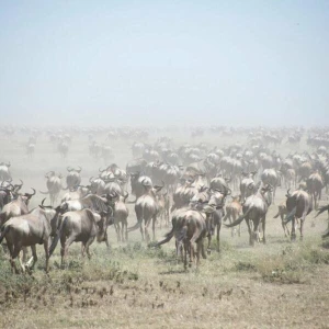 Naturschutzgebiet Afrika - Serengeti