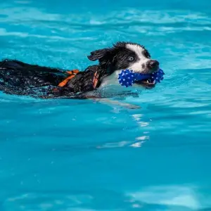 Hund im Wasser