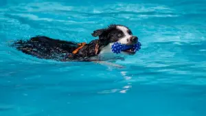 Hund im Wasser