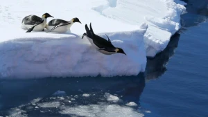 Pinguine in der Antarktis