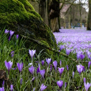 Krokusse bilden einen farbenfrohen Teppich