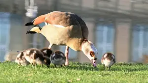 Nilgänse