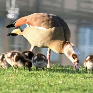 Nilgänse