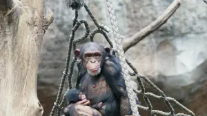 Schimpansen-Nachwuchs im Leipziger Zoo