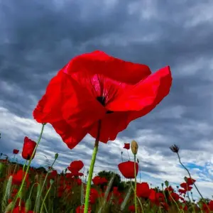 Mohnblüten vor dunklen Regenwolken