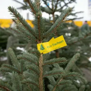 Weihnachtsbaumverkauf in Sachsen