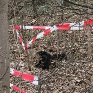 Abgetrennter Oberschenkel in Berliner Park entdeckt