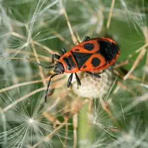 Nabu ruft zum Insektenzählen auf