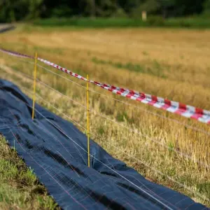 Schutzzäune gegen Afrikanische Schweinepest