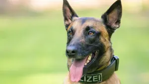 Polizeihund