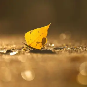 Herbstlich verfärbtes Blatt auf der Erde