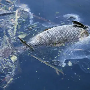 Fischsterben in Hamburg
