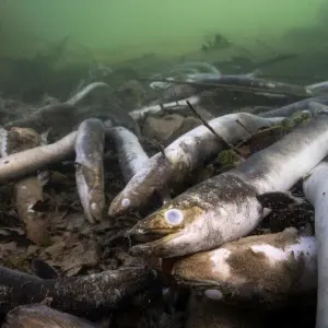 Tote Aale im Hochrhein