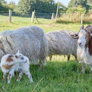 Schaf und Ziege zeugen mutmaßlich 