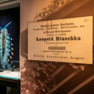 Blaschka-Ausstellung im Mystic Seaport Museum