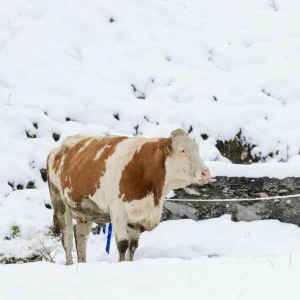 Winterwetter in Österreich