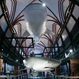 Das Meeresmuseum in Stralsund vor Eröffnung