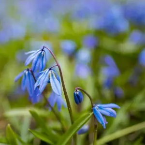 Blausternchen blühen in Hannover