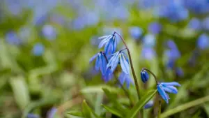 Blausternchen blühen in Hannover