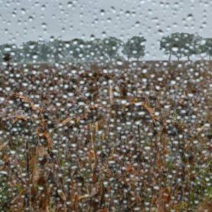 Regen vermiest Landwirten die Erntebilanz