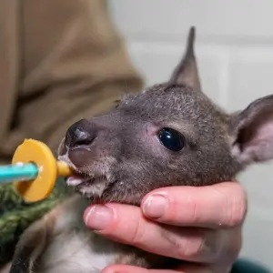 Känguru-Baby wird von Hand aufgezogen
