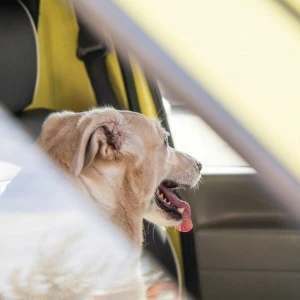 Ein Hund im Auto