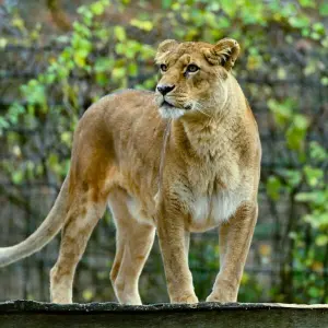 Löwin im Zoo Eberswalde