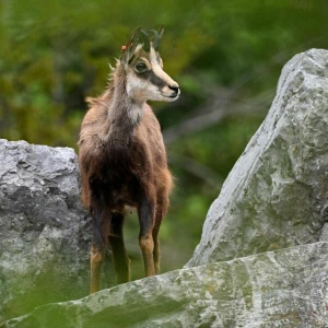 Alpentiere - Gämse