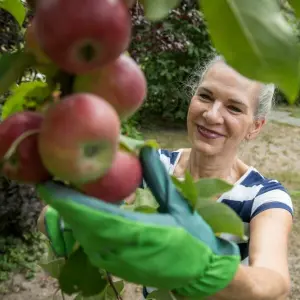 Gartenarbeit - Äpfel plücken