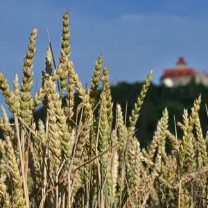 Agrar in Thüringen