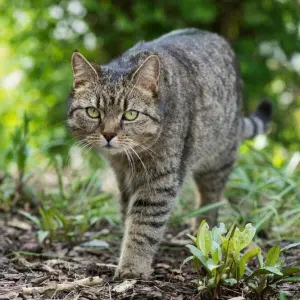 Katze im Garten