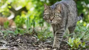 Katze im Garten