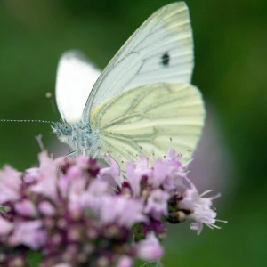 Schmetterling