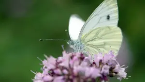 Schmetterling