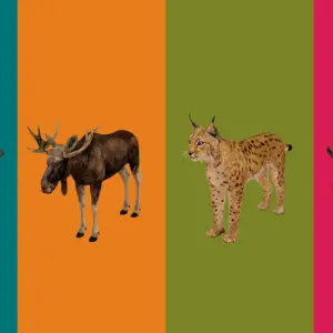 Heimische Wildtiere in Augmented Reality: Dieses WWF AR-Erlebnis macht es möglich