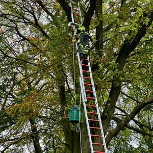 Feuerwehr rettet Katze aus elf Meter Höhe