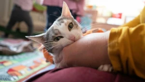 Eine Katze im Kinderzimmer