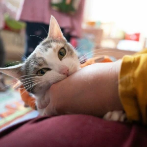 Eine Katze im Kinderzimmer